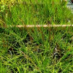 Bezkolenec modrý (Molinia caerulea) ‘EDITH DUDSZUS’ -kont. C1,5L